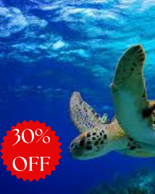 Swim with Sea Turtles – A Mirissa Snorkeling Experience by Maduzz Tours