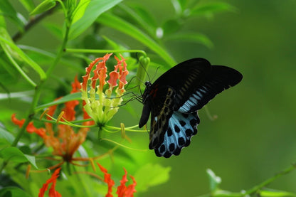 Escape to Serenity at Ceylon Kingsmen Garden - Negambo