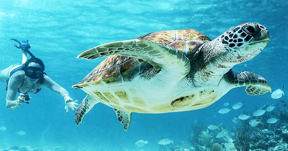 Swim with Sea Turtles – A Mirissa Snorkeling Experience by Maduzz Tours