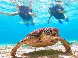 Swim with Sea Turtles – A Mirissa Snorkeling Experience by Maduzz Tours