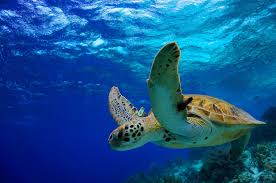 Swim with Sea Turtles – A Mirissa Snorkeling Experience by Maduzz Tours